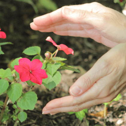 Reiki Sanctuary of Northern Virginia