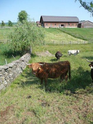 Ayrshire Farm