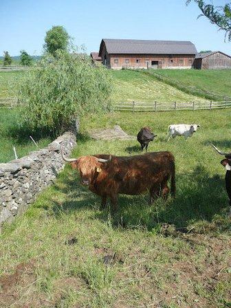 Ayrshire Farm