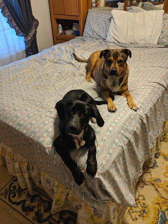 Town & Country Animal Hospital