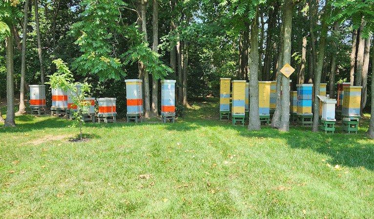 TT's Bees