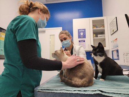 Caring Hands Animal Hospital - Centreville