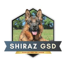 Shiraz Farm German Shepherds