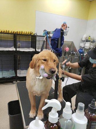 Yeppi Pet Grooming