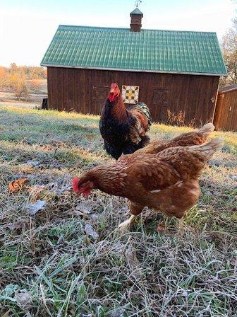Basking Bee Farm