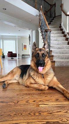 Shiraz Farm German Shepherds
