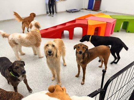The Dog Stop - Centreville