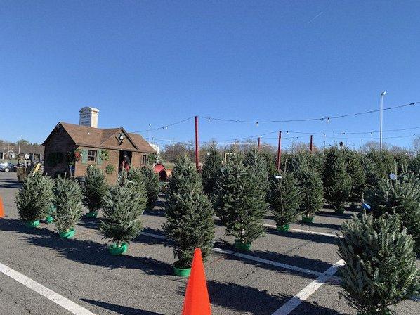 Mt Rogers Tree Farm