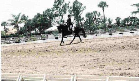 Venice Equestrian