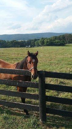 Lazy Lane Farm Inc
