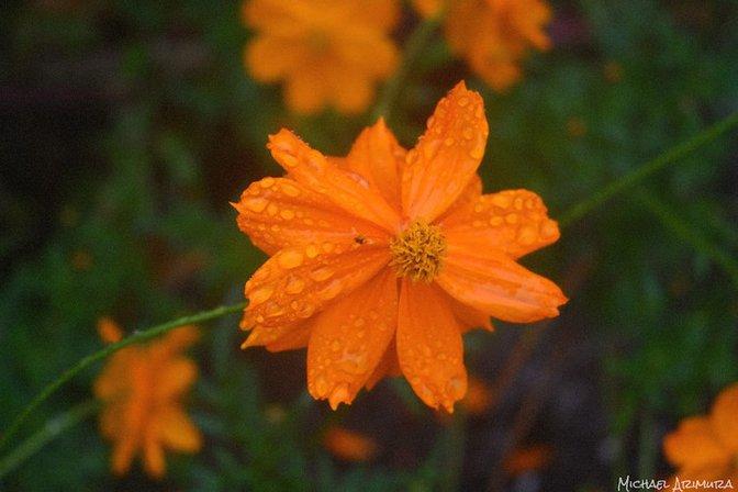 Arimura Photography