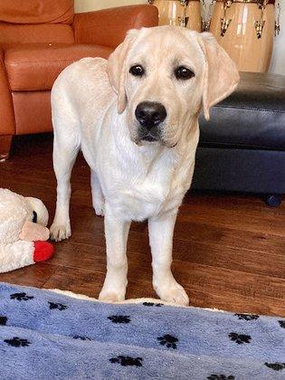 MASDO LABRADORS