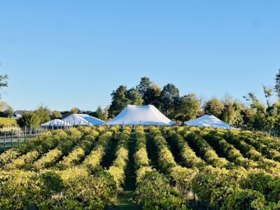 Bull Run WIne Festival
