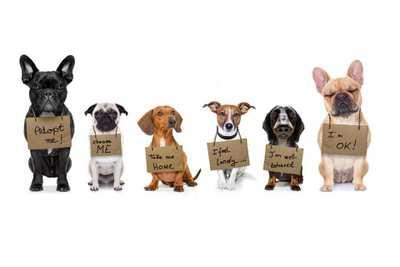 Adopt-a-Pet Guide